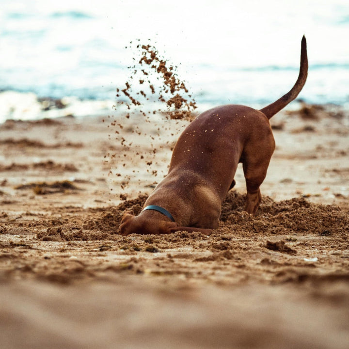 Dog digging in the sand on a beach with ocean in the background