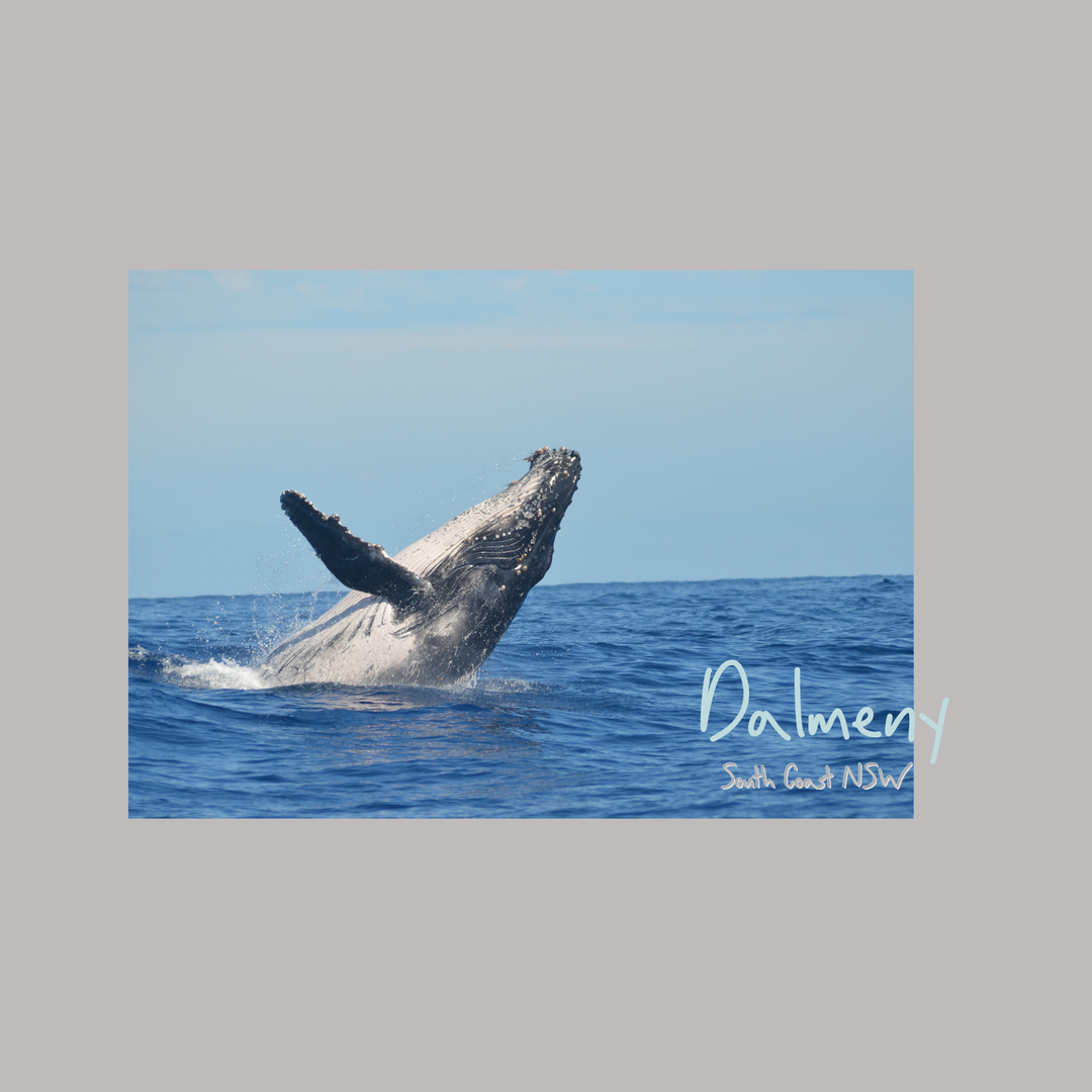 Dalmeny Postcard – South Coast Souvenir & Coastal Keepsake