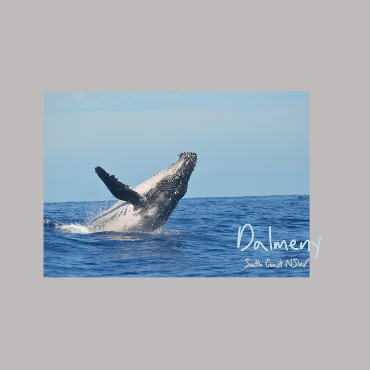 Dalmeny Postcard – South Coast Souvenir & Coastal Keepsake