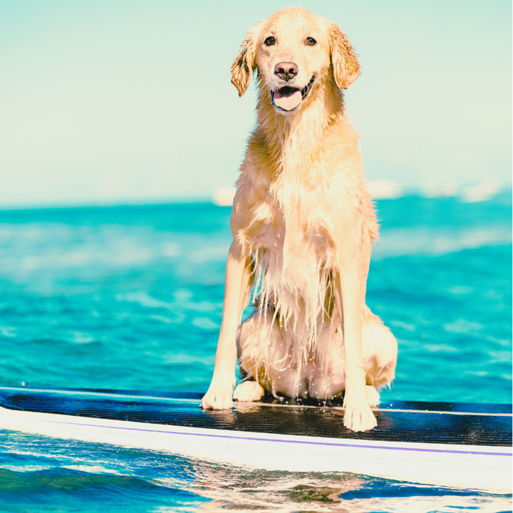 Dog on a Surfboard – Ocean Scented Air Freshener