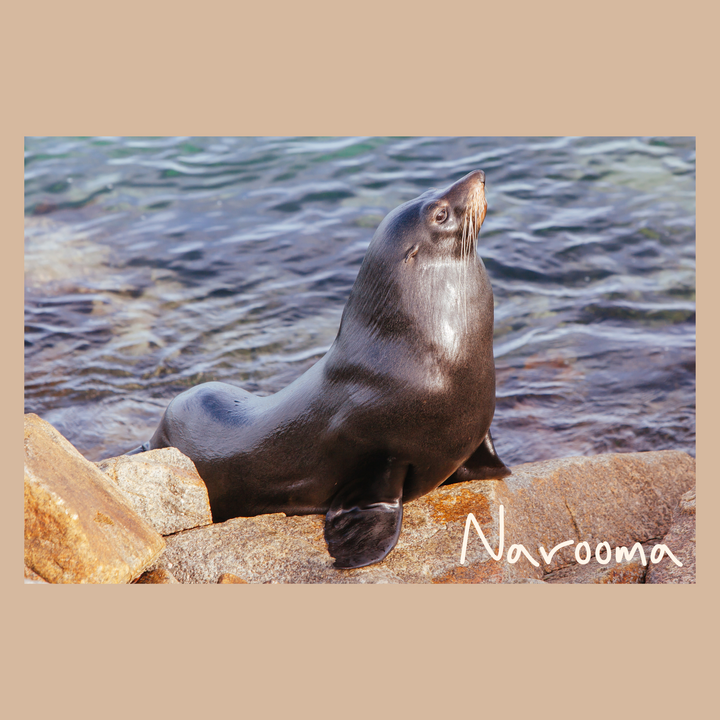 Dalmeny Postcard – South Coast Souvenir & Coastal Keepsake