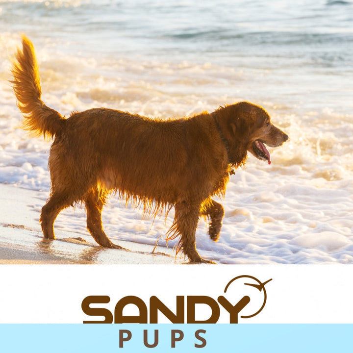 Sandy pup pet bowl