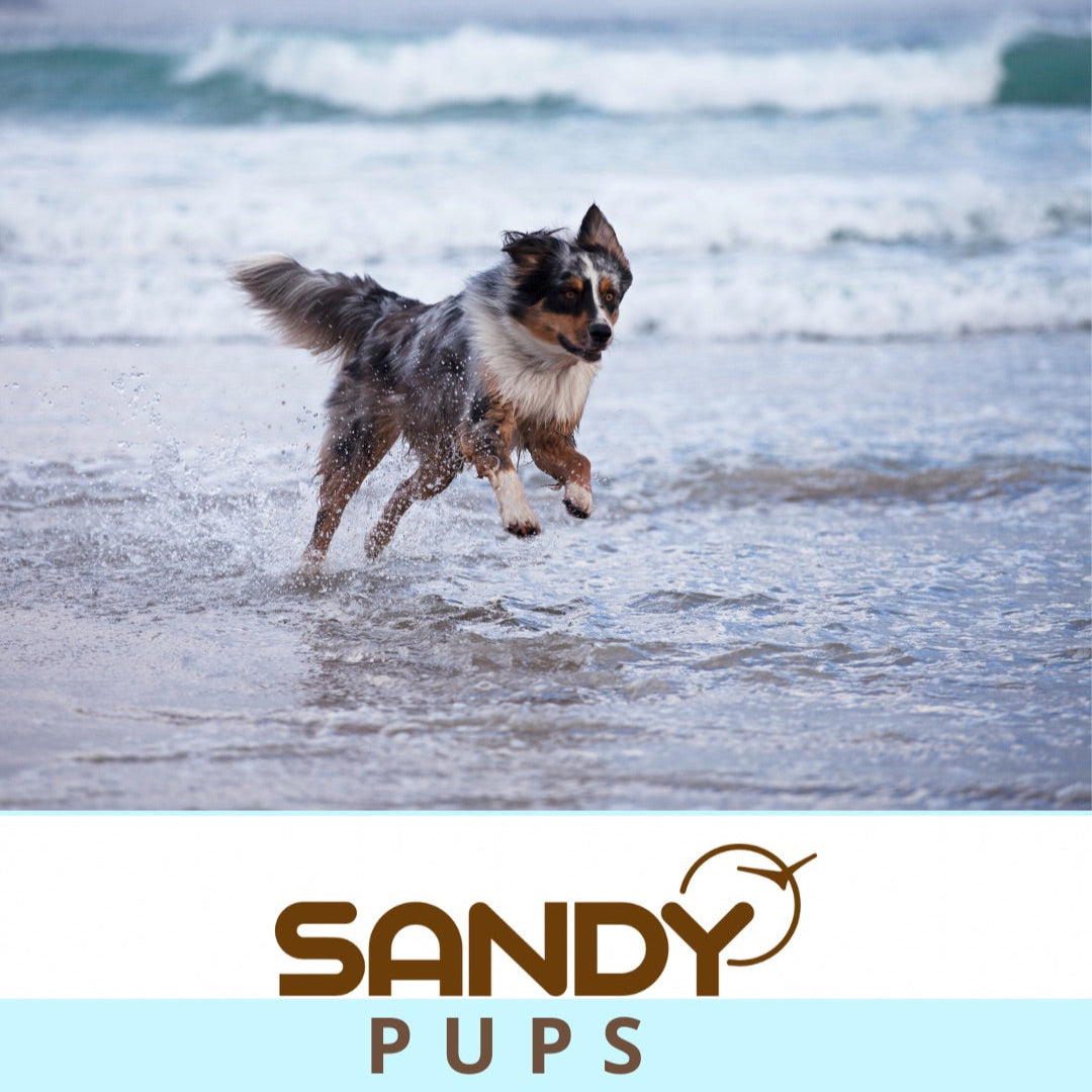 Sandy pup pet bowl
